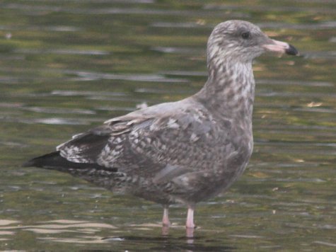 Young Gull