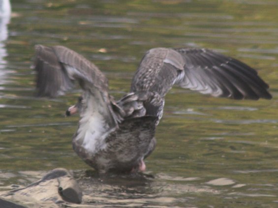 Young Gull