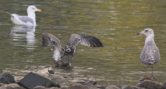 Gulls