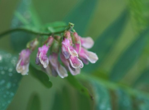 Vetch Flowers