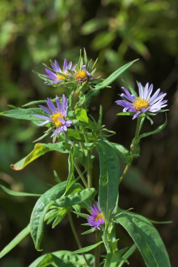 Purple Flowers