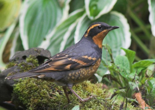 Varied Thrush