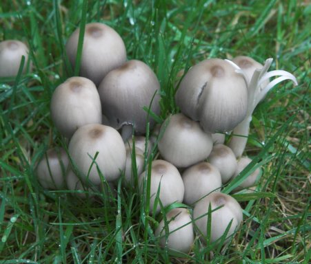 Inky Cap Mushrooms