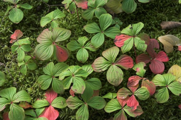 Cornus canadensis leaves