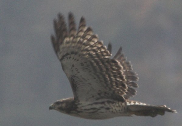 Raptor in Flight