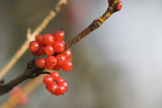 Highbush Cranberry (Viburnum edule)