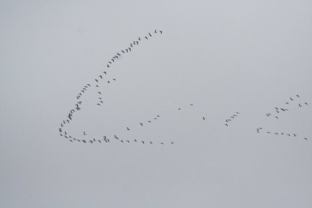 Migrating Geese