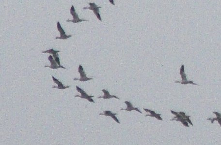 Snow Geese