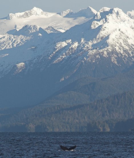 Humpback Whale and Baranof Island