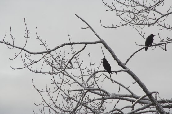 Winter Ravens