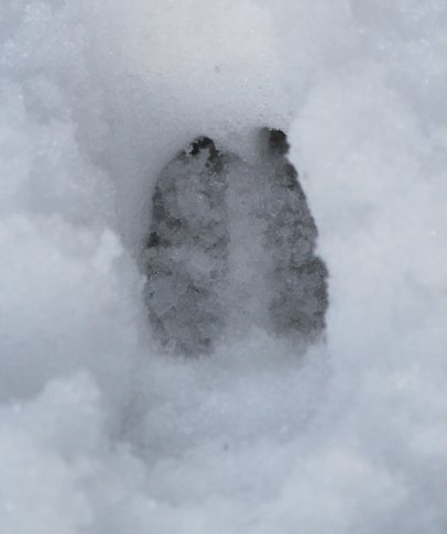 Sitka Blacktail Deer Track