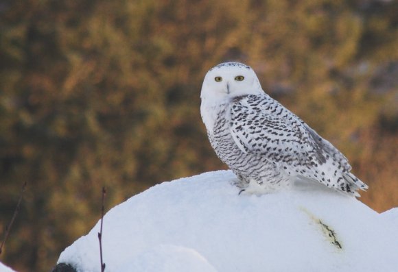 Snowy Owl