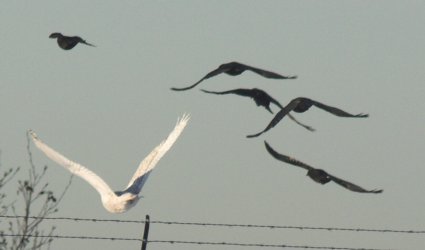 Crows Pursue Snowy Owl