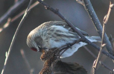 Redpolls