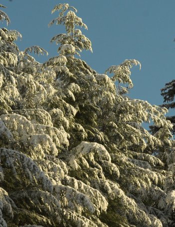 Snow on Trees