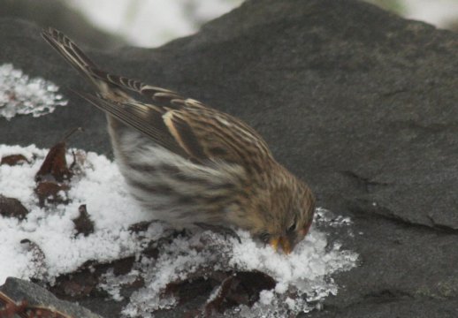 Common Redpoll