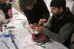 Putting a Radio Transmitter on a Western Screech Owl