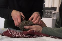 Fitting a radio transmitter on a Western Screech Owl