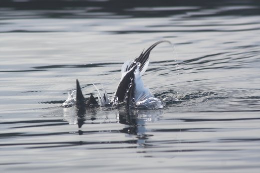 Diving Long-tailed Duck