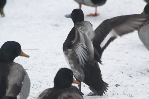 Scaup