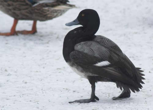 Scaup