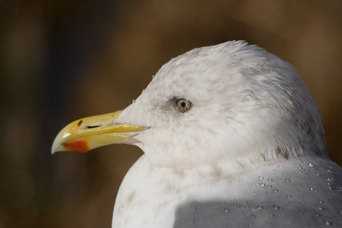 Thayer's Gull