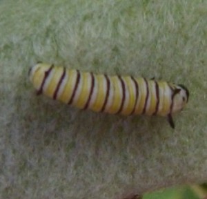 Caterpillar