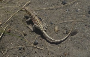 Lizard