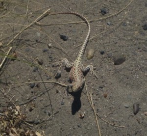 lizard2