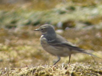 american pipit