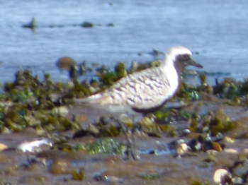 black bellied plover