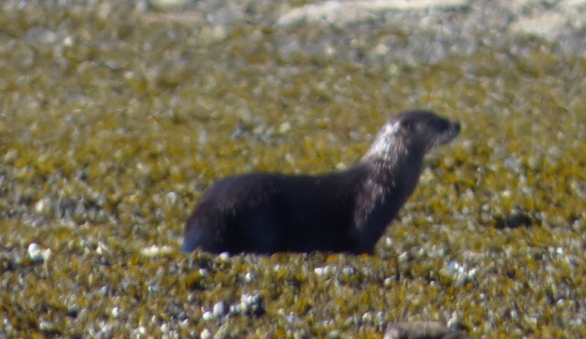 river otter.JPG