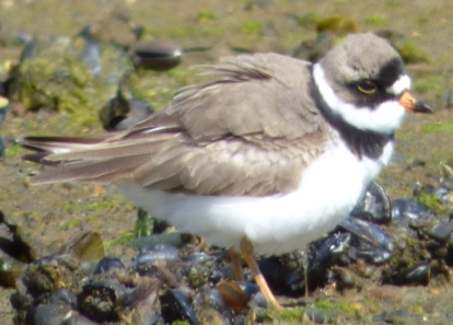 semipalmated plover