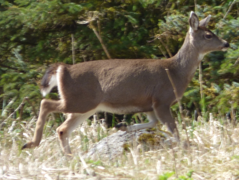 sitka blacktailed deer.JPG