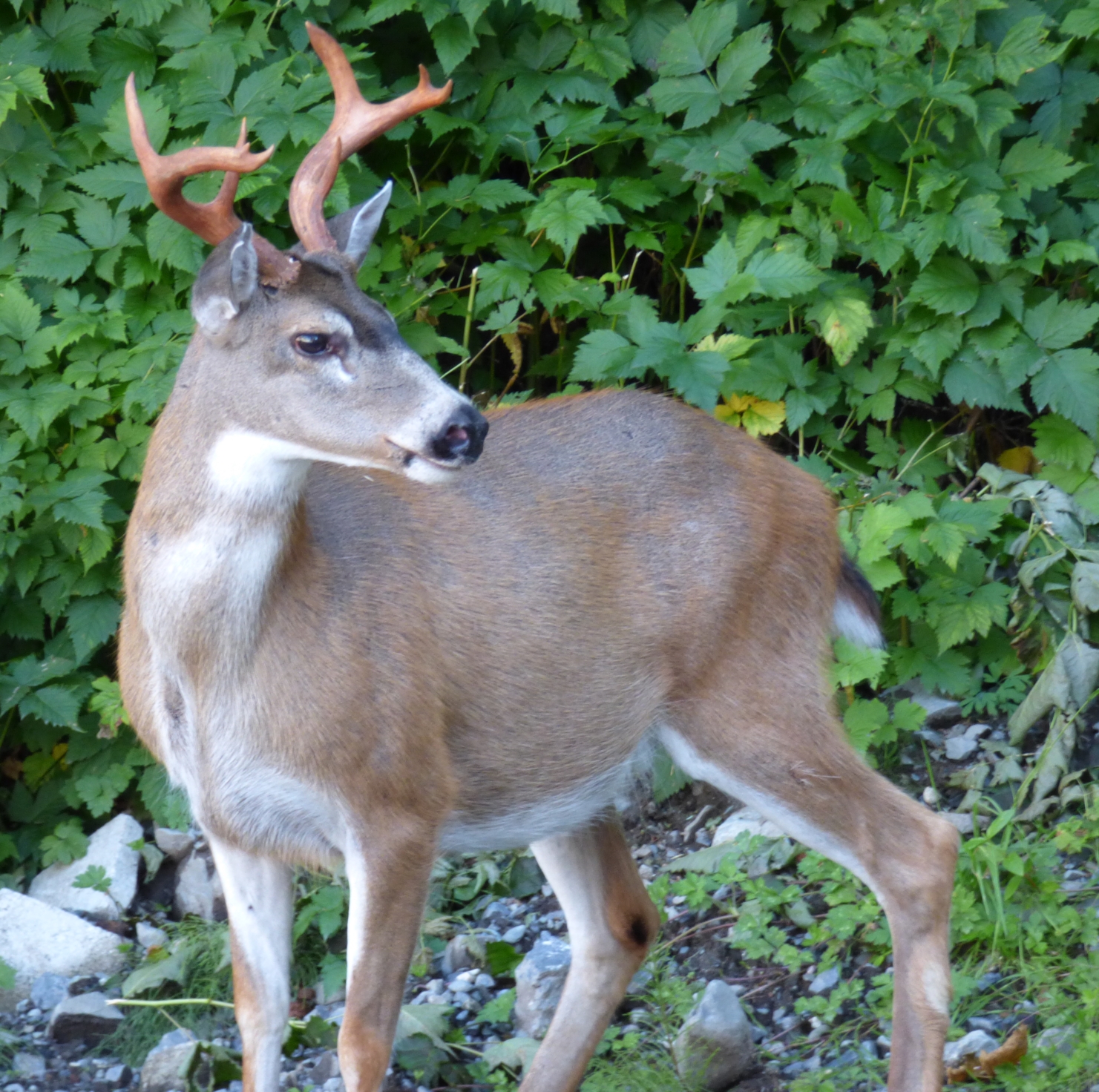 big three piont buck at sj.JPG