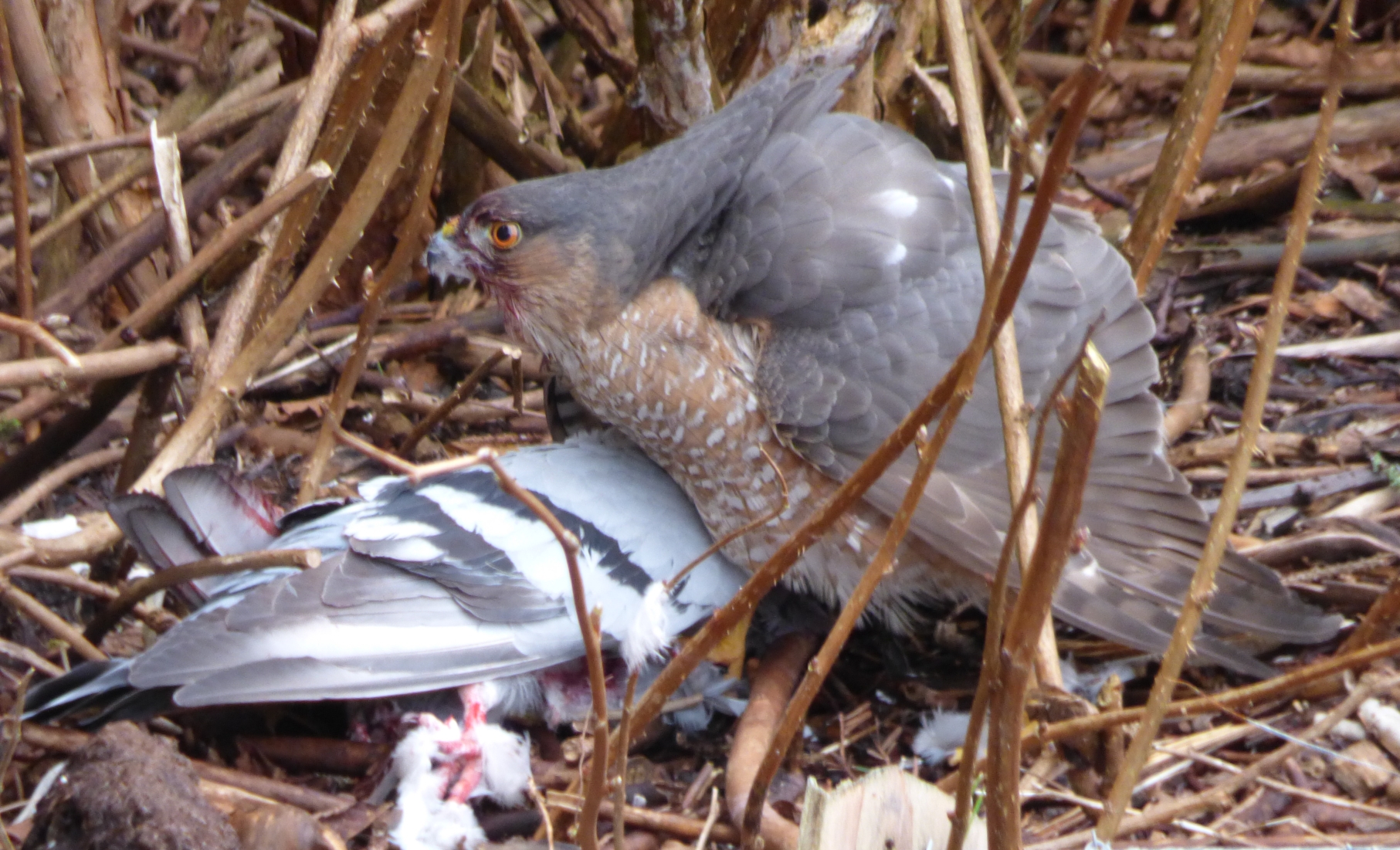 sharp shinned hawk eating pigeon in our yard.JPG.JPG.JPG