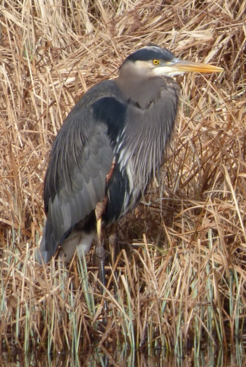 great blue feron at swan lake.JPG