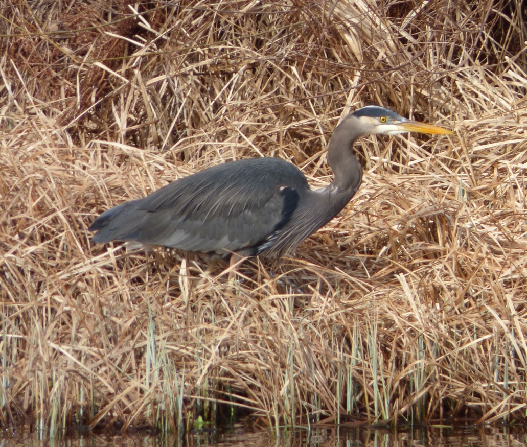 great blue feron at swan lake