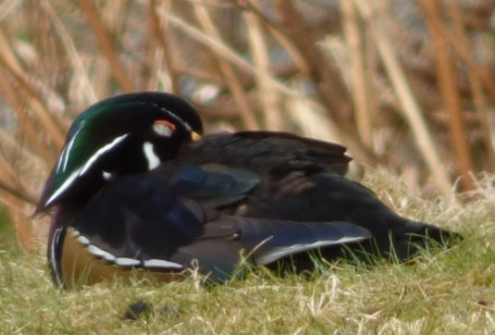 sleeping wood duck