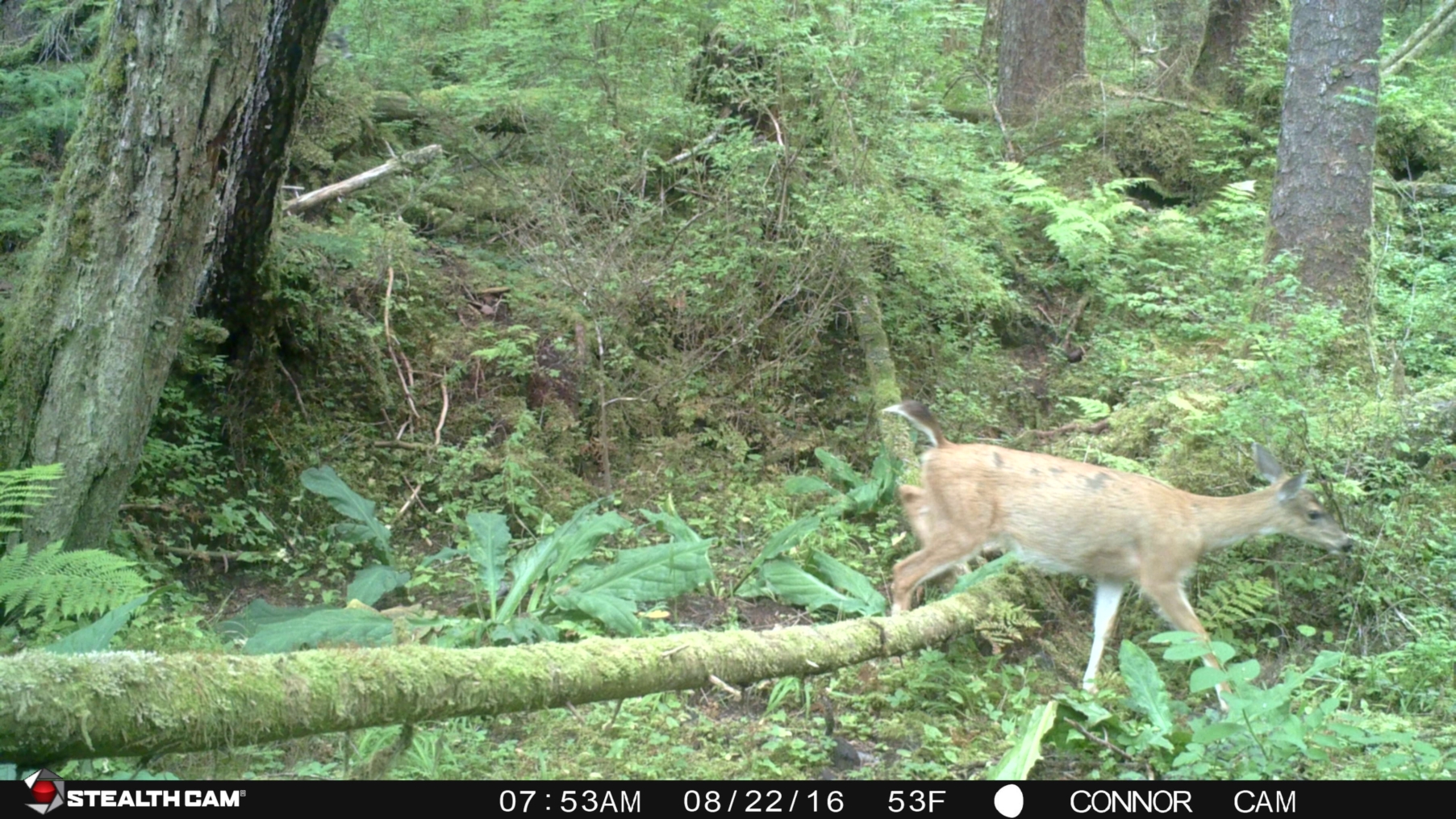 deer on trail cam up gaven hill.JPG