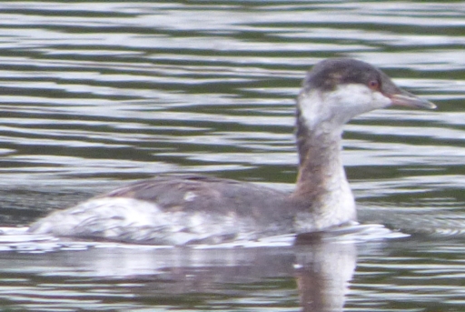 horned greb at lake