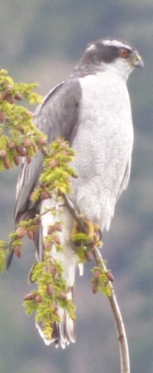 northern-goshawk-jpg