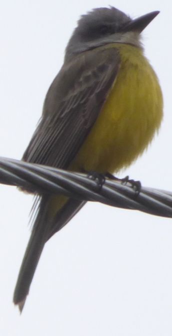 tropical-kingbird-jpg-jpg