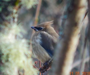 c-waxwing