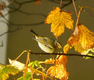 cape-may-warbler