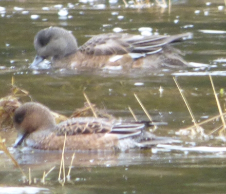 eurasian-wigeon-hen-jpg