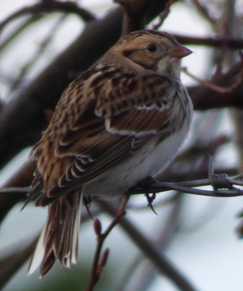 lapland-longspur