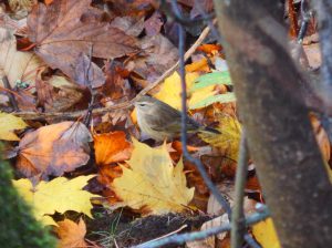 palm-warbler