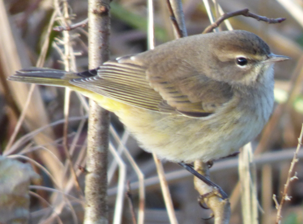 palm-warbler-at-lake