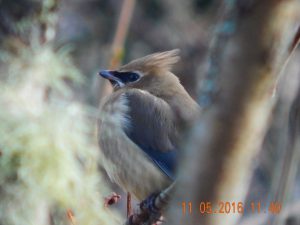 waxwing